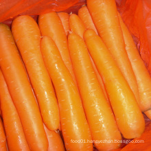 2015 New Crop Good Quality Fresh Carrot